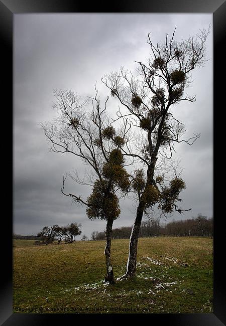 mistletoe birches Framed Print by Jo Beerens