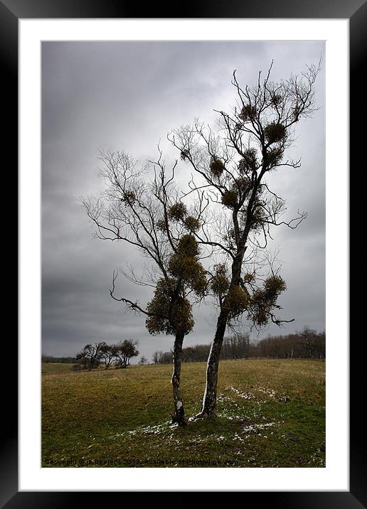 mistletoe birches Framed Mounted Print by Jo Beerens