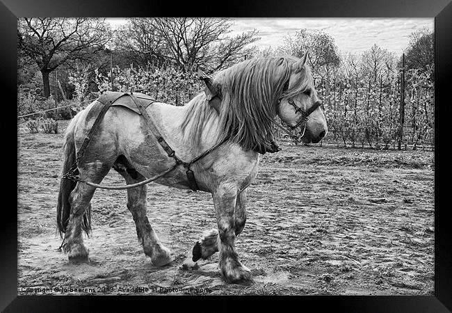 Belgian Heavy Horse Framed Print by Jo Beerens