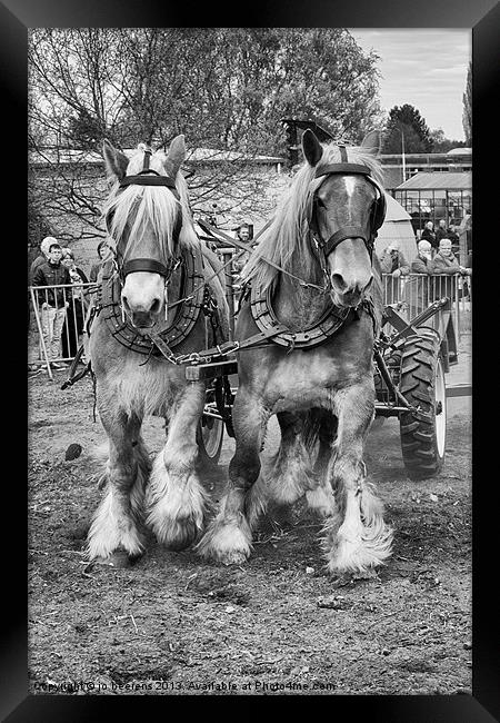 horse powered Framed Print by Jo Beerens