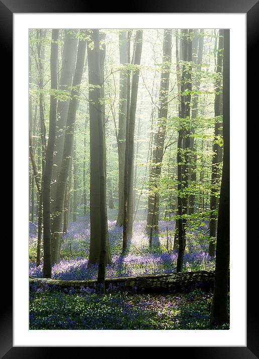 bluebell mist Framed Mounted Print by Jo Beerens