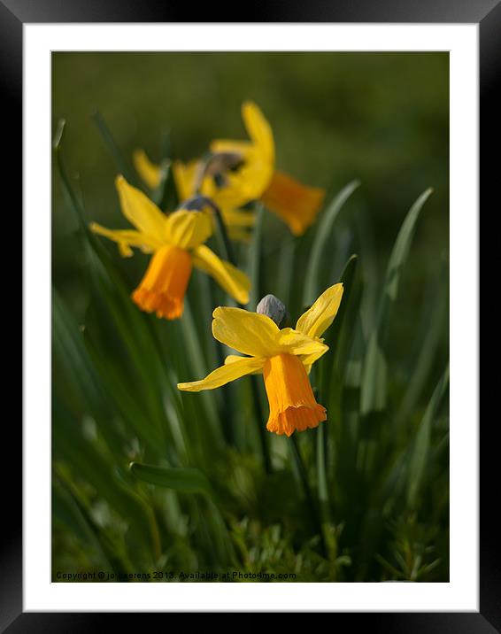 daffodil flowers Framed Mounted Print by Jo Beerens
