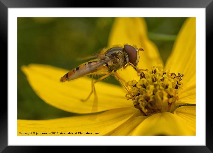 hover fly Framed Mounted Print by Jo Beerens