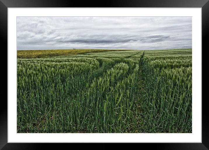 grain field tracks Framed Mounted Print by Jo Beerens