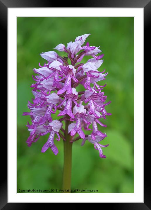 wild orchid Framed Mounted Print by Jo Beerens