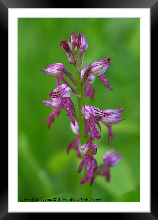wild orchid macro Framed Mounted Print by Jo Beerens