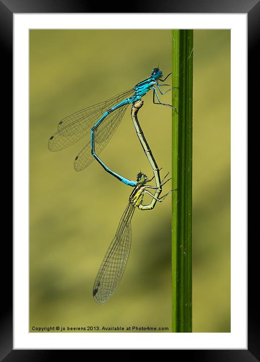 damsels mating Framed Mounted Print by Jo Beerens
