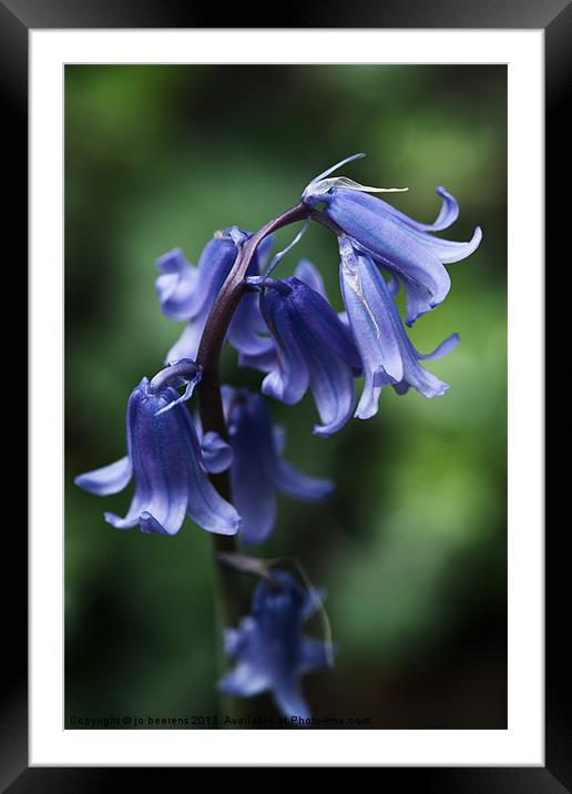 bluebell close up Framed Mounted Print by Jo Beerens