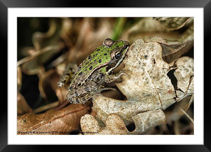 thumb size frog Framed Mounted Print by Jo Beerens