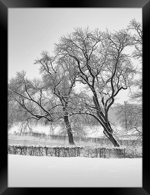 winter trees Framed Print by Jo Beerens