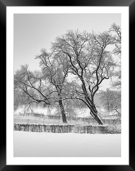 winter trees Framed Mounted Print by Jo Beerens