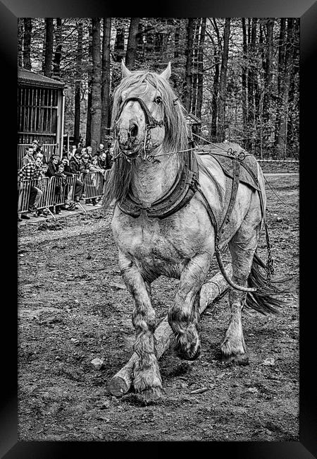 pulling a log Framed Print by Jo Beerens