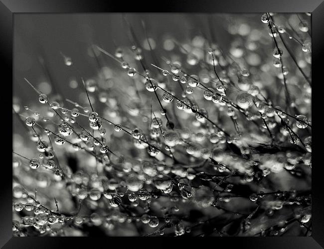 water drops Framed Print by Jo Beerens