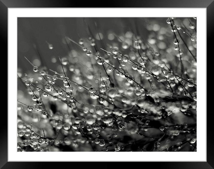 water drops Framed Mounted Print by Jo Beerens