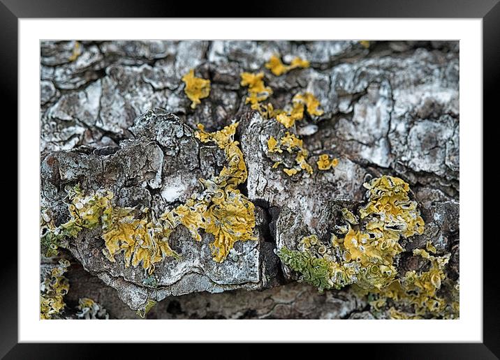 lichen on a bed of bark Framed Mounted Print by Jo Beerens