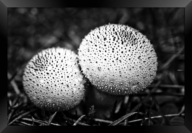 dotted mushrooms Framed Print by Jo Beerens