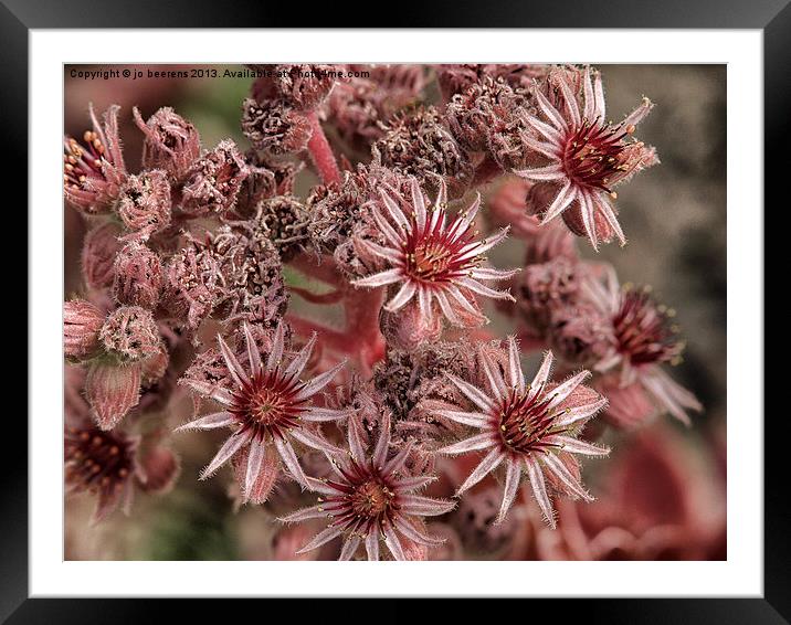 red flowers Framed Mounted Print by Jo Beerens