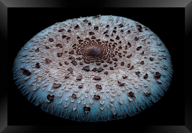 mushroom dish Framed Print by Jo Beerens