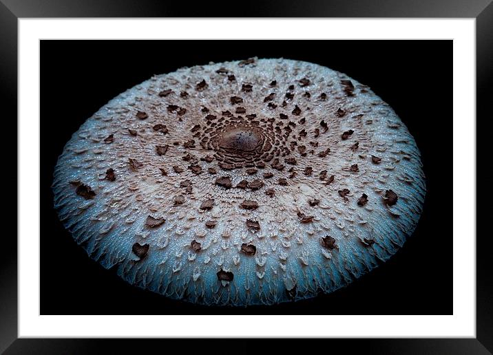 mushroom dish Framed Mounted Print by Jo Beerens
