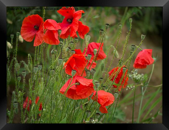 red poppies Framed Print by Jo Beerens