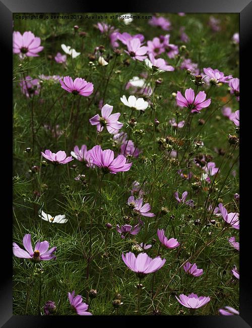 cosmos flowers Framed Print by Jo Beerens