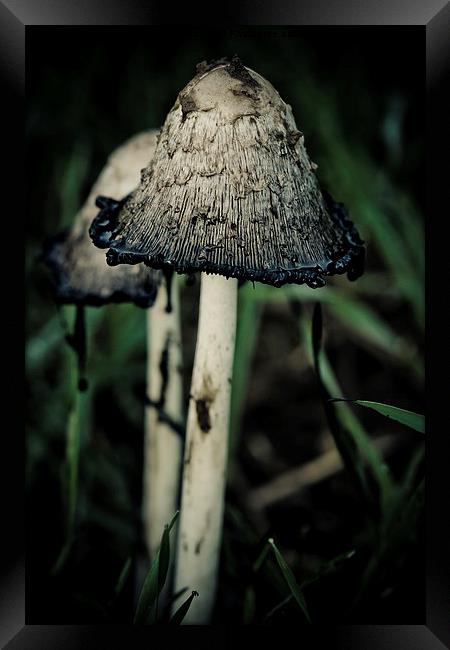 shaggy ink cap Framed Print by Jo Beerens