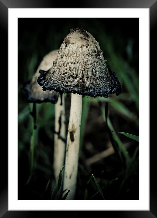 shaggy ink cap Framed Mounted Print by Jo Beerens
