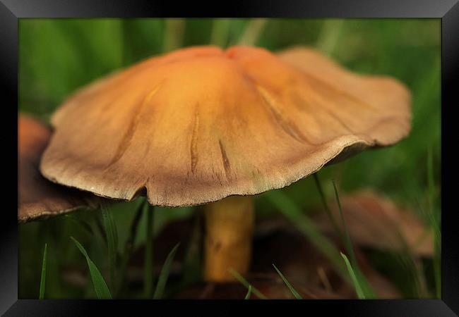 fall mushroom Framed Print by Jo Beerens