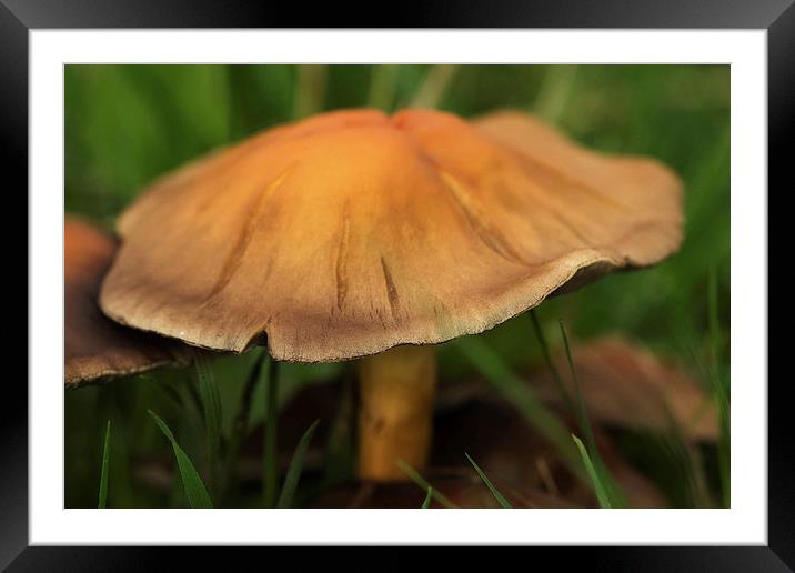 fall mushroom Framed Mounted Print by Jo Beerens