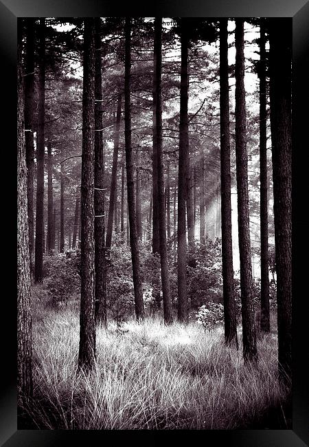 dark forest Framed Print by Jo Beerens