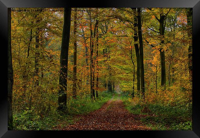 forest path Framed Print by Jo Beerens