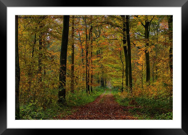 forest path Framed Mounted Print by Jo Beerens