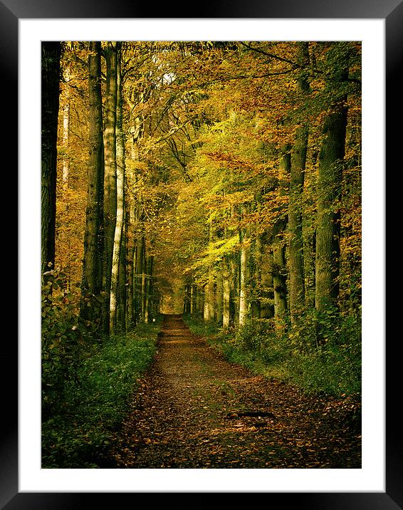 autumn forest path Framed Mounted Print by Jo Beerens