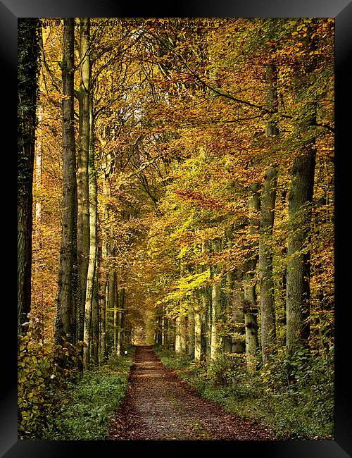 autumn forest lane Framed Print by Jo Beerens