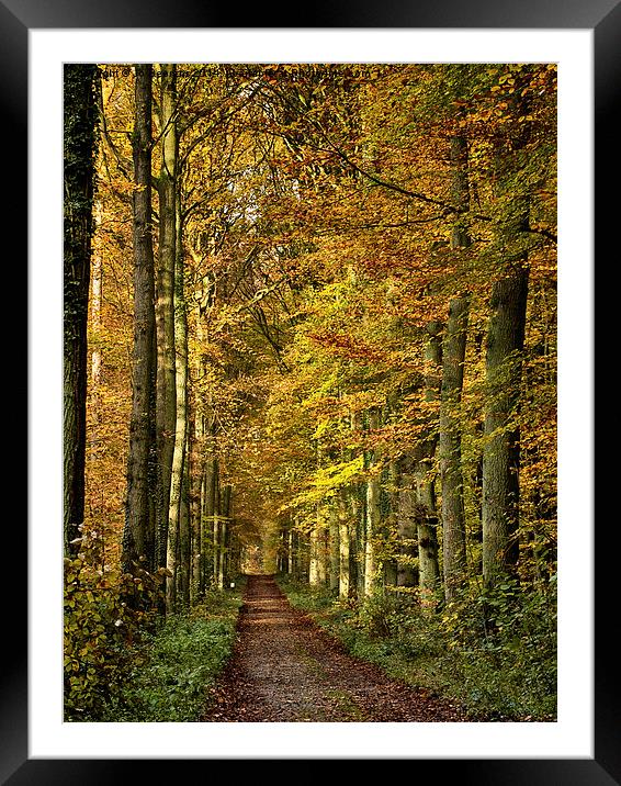 autumn forest lane Framed Mounted Print by Jo Beerens