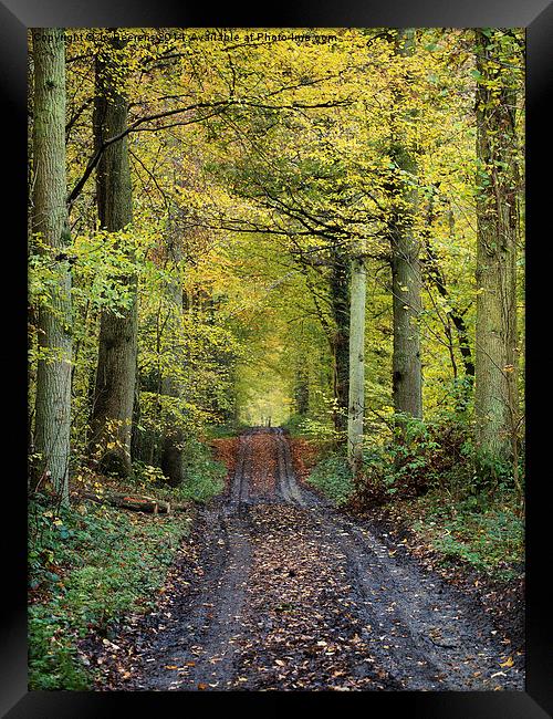 autumn forest path Framed Print by Jo Beerens