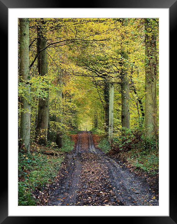 autumn forest path Framed Mounted Print by Jo Beerens