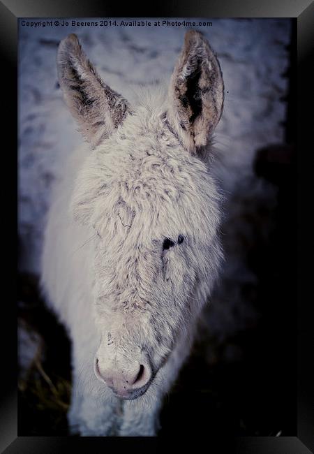 baby donkey Framed Print by Jo Beerens
