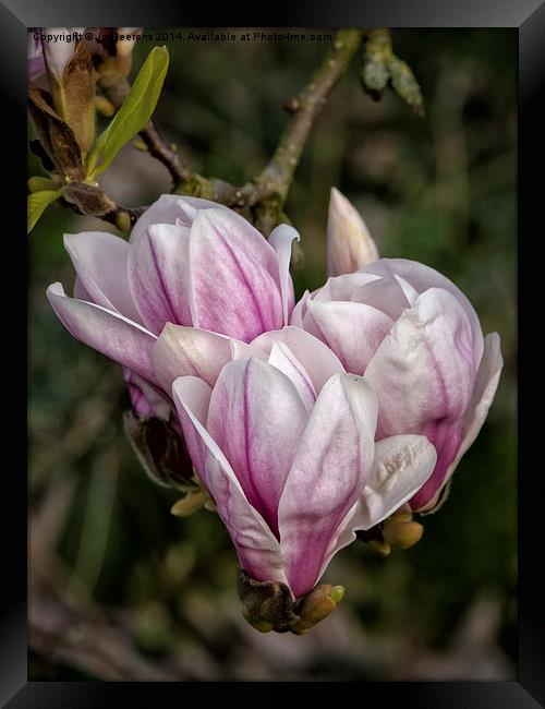 springtime magnolia Framed Print by Jo Beerens