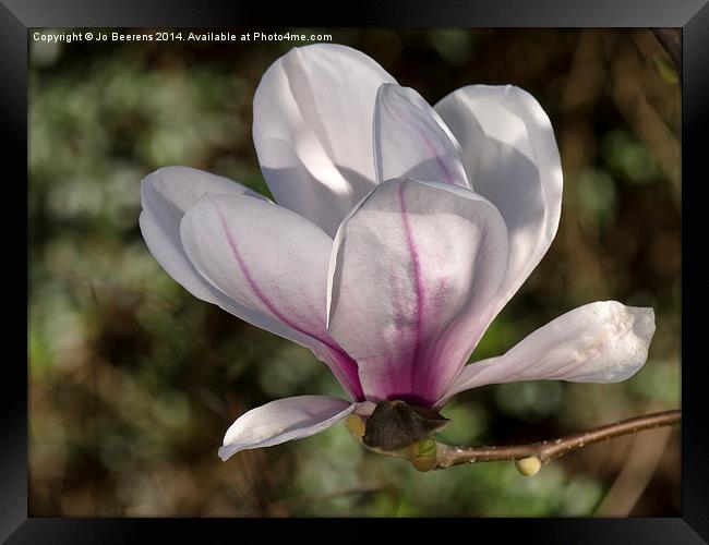 springtime magnolia Framed Print by Jo Beerens
