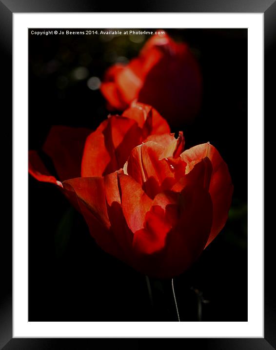 red tulips Framed Mounted Print by Jo Beerens