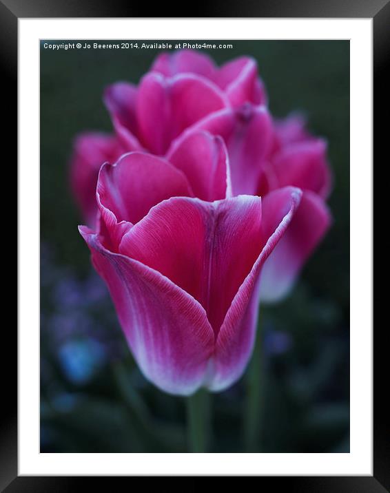 row of tulips Framed Mounted Print by Jo Beerens