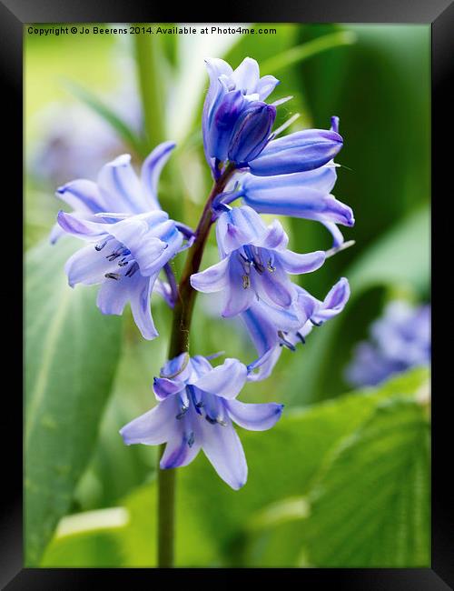 bluebell close up Framed Print by Jo Beerens