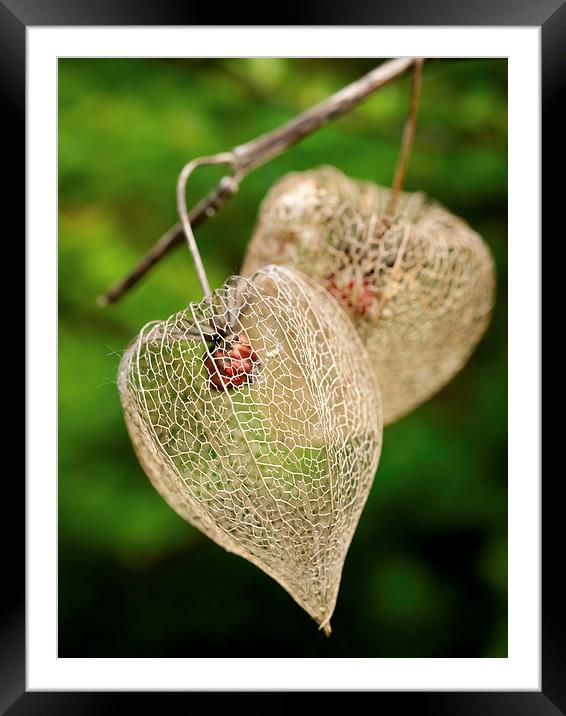 Physalis Framed Mounted Print by Jo Beerens