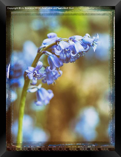 bluebell flower macro Framed Print by Jo Beerens