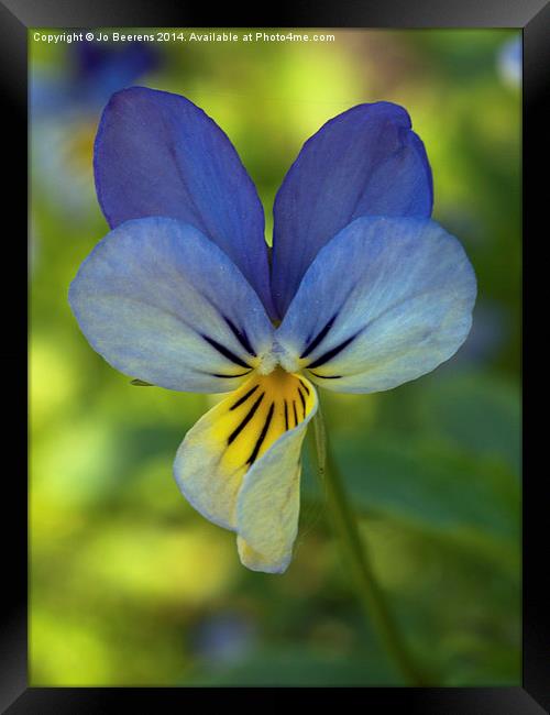 blue pansy Framed Print by Jo Beerens