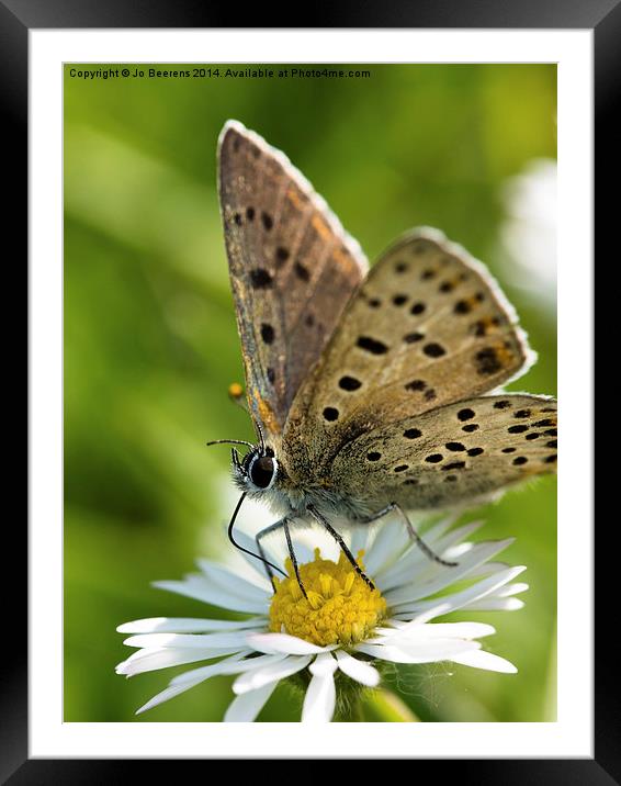 dotted butterfly Framed Mounted Print by Jo Beerens