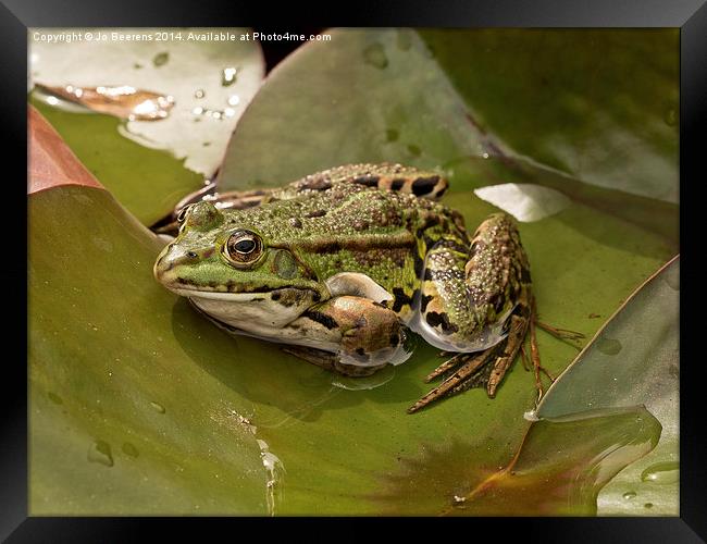 frog on leaf Framed Print by Jo Beerens