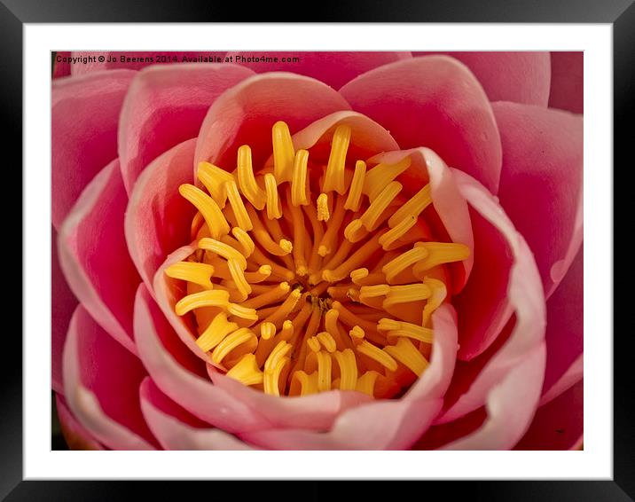 water lily Framed Mounted Print by Jo Beerens