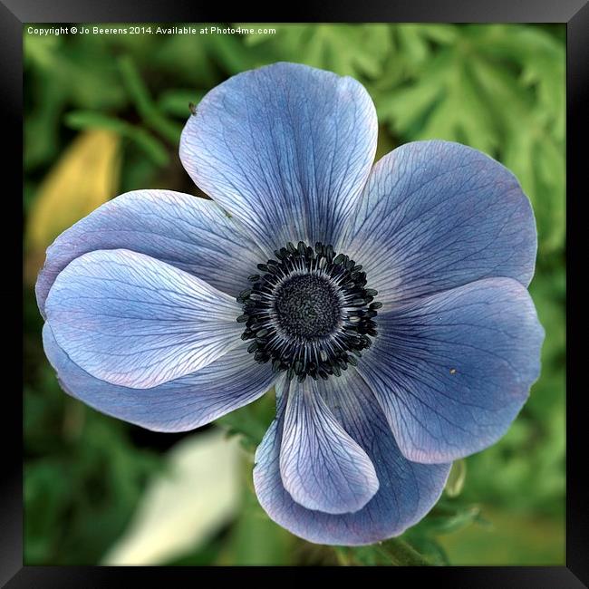 blue poppy anemone Framed Print by Jo Beerens